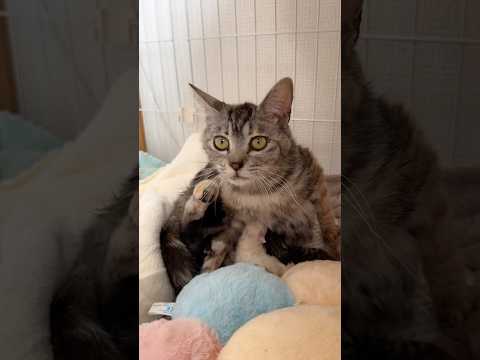 初めての出産を終えた1歳に満たないママ猫