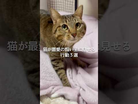 猫が最愛の飼い主に見せる行動3選 猫 ねこ 猫のいる暮らし 保護猫 猫動画 猫好きさんと繋がりたい ねこのいる生活 豆… サムネイル