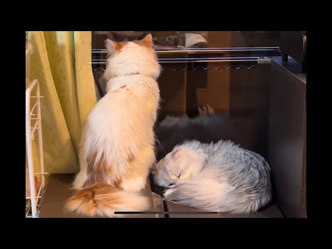 拒絶されてもかまってほしい猫が可愛い【スコティッシュフォールド】