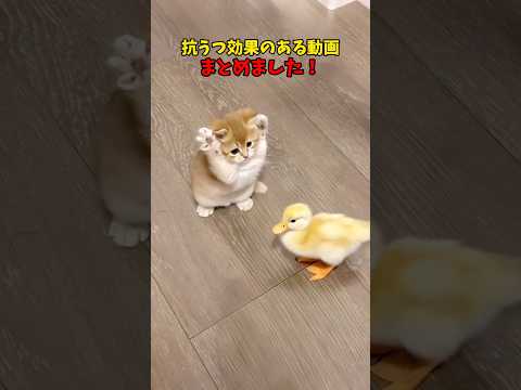 もうこれ最高っす😘 サムネイル