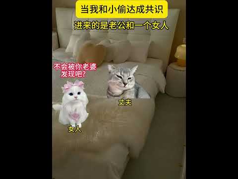 当我和小偷达成共识 有趣 猫meme 猫meme剧场 猫meme小剧场 内容过于真实 故事 貓 猫猫meme小剧场…