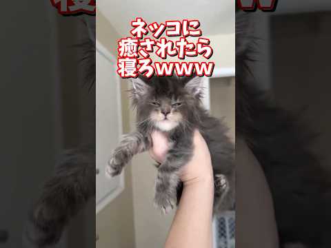 ネッコの動画で癒されたら寝ろｗｗｗ　2ch  動物  猫 癒やし ねこ動画 サムネイル