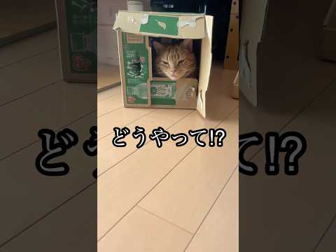 どうやって⁉︎ ねこ cat なぜそこに アメショ れん サムネイル