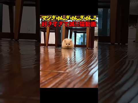好きすぎて滅！猫動画！ サムネイル