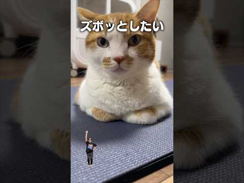 「ズボっとしたい」猫あるある|フルはApple Musicほか音楽アプリへ サムネイル