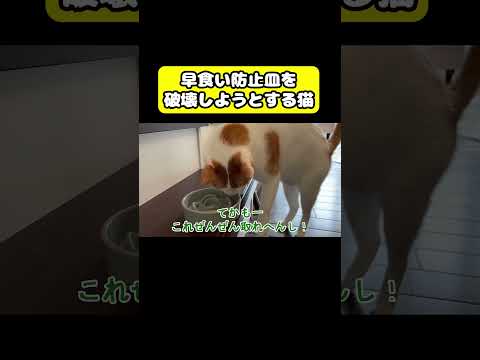 早食い防止皿を破壊しようとする猫　猫 おもしろ アテレコ ニャンチューバーつくし サムネイル