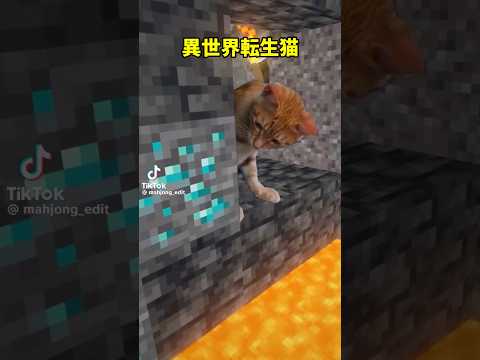 可愛い猫たぁくさん♥