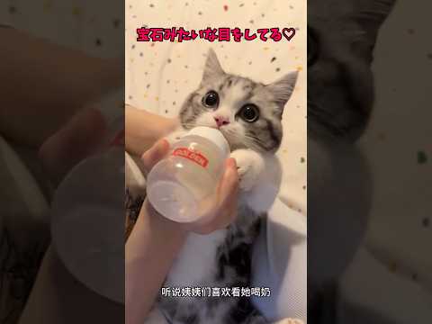 かわいい猫ちゃん、あつまれええええ🎆