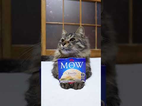 MOW(モウ) バニラ　260307　のせ猫　 cat　 cute　 ネコ　 のせ猫　 ねこ　 猫のいる暮らし　 猫… サムネイル