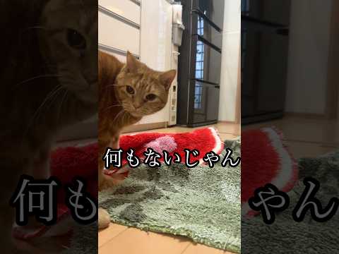 何もないじゃん ねこ cat アメショ ダンボール うめ れん サムネイル