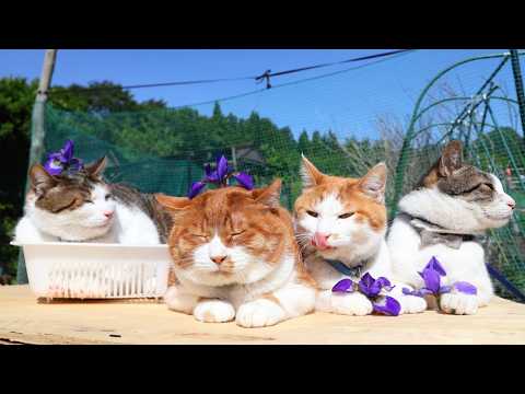 あやめの花　のせ猫　2026　260615 サムネイル