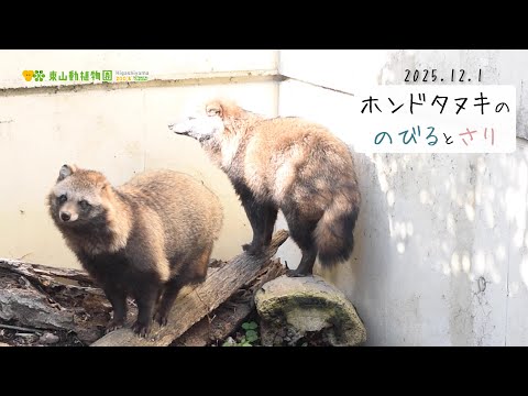 【東山動植物園公式】のびるとさり〜冬毛編〜《 ホンドタヌキ　タヌキ 》 サムネイル