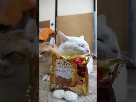 ひかえめに言ってクリーム多めのシュークリーム・濃厚生ショコラ　260314　　のせ猫　 cat　 cute　 kitt… サムネイル