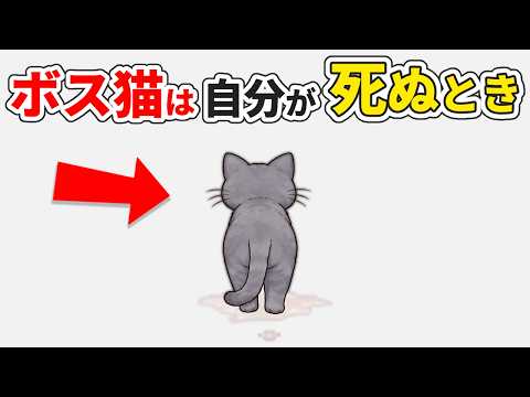 【ボス猫の豆知識🐈】見た目は怖いのになぜか慕われるボス猫の秘密【50選】 猫 雑学 トリビア ボス猫 サムネイル