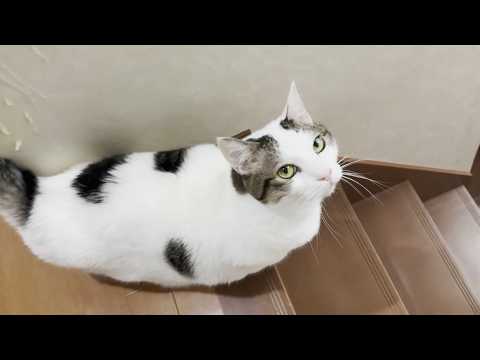 夕飯の支度をするお母さんをニャーニャーと散歩に誘う猫 サムネイル