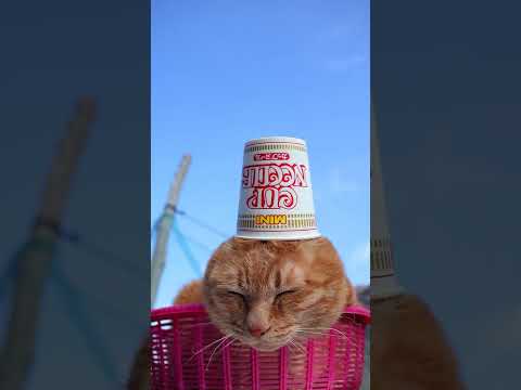 カップヌードル ミニ　260518　 cat のせ猫 cute　 カップヌードル ミニ ねこ ネコ　 猫　ミニ kit… サムネイル