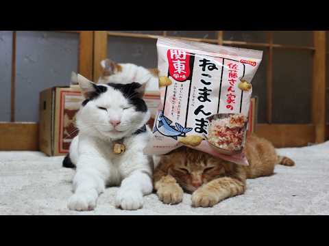 うずまきLIVE配信？　放置？　朝まで？　2026年6月7日