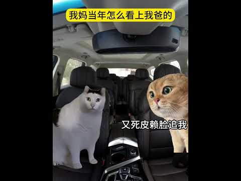 我妈当年怎么看上我爸的有趣 猫meme 猫meme剧场 猫meme小剧场 内容过于真实  故事 貓 猫猫meme小剧场… サムネイル