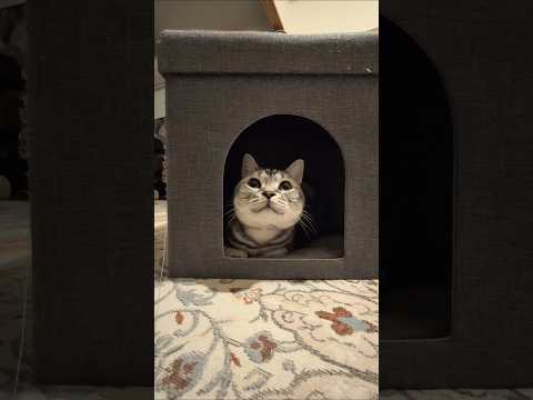 アメショーのラッテ アメショ アメリカンショートヘア 猫と暮らす家猫との暮らし猫 サムネイル