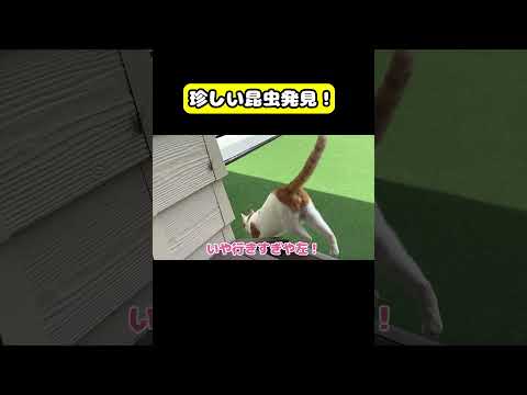 珍しい昆虫発見！猫 おもしろ アテレコ ニャンチューバーつくし サムネイル