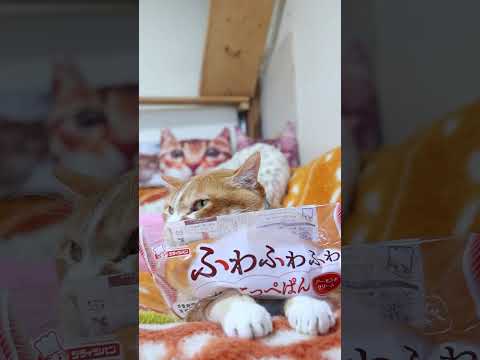 ふわふわふわこっぺぱん アーモンドクリーム　260523　のせ猫　 cat　 kitty　 ふわふわふわこっぺぱん… サムネイル