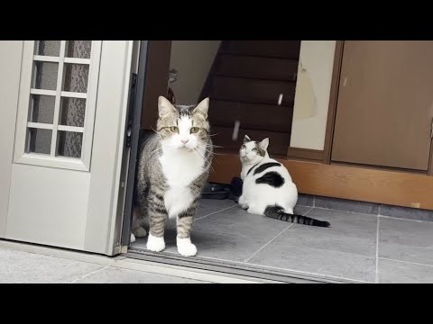 「雪降ってるで」ってうるさいなぁって思う猫 サムネイル