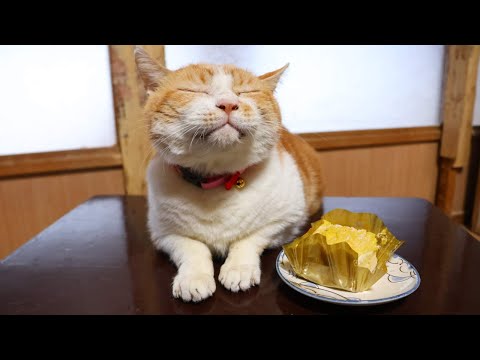 ちゃぶ台の上のモンブランケーキ　260215 サムネイル