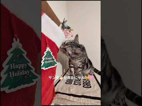 アメショーのラッテ アメショ ＃アメリカンショートヘア＃猫との暮らし猫と暮らす家猫 サムネイル