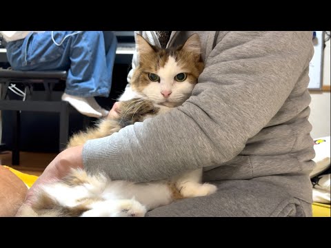 爪切りがイヤでお手手をないないする猫 サムネイル