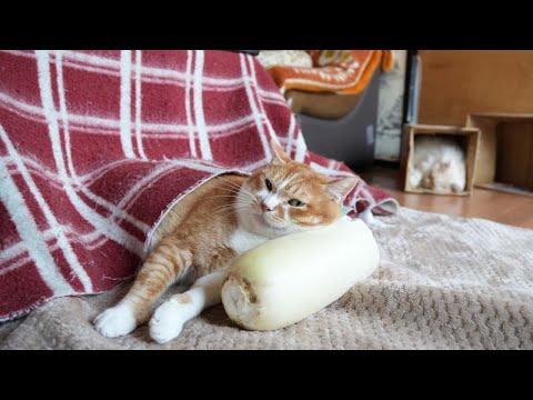 大根枕猫　260118 サムネイル