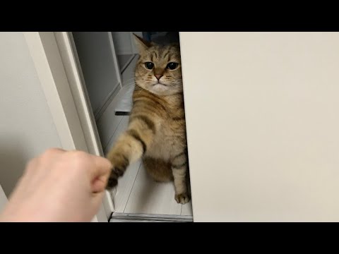 ママとうちの小生意気なネッコがケンカしました。 サムネイル