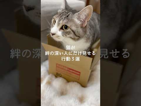 猫が絆の深い人にだけ見せる行動3選 猫 ねこ 保護猫 猫のいる暮らし ねこのいる生活 雑学 豆知識 VOICEVOX:… サムネイル