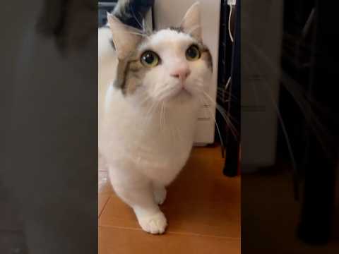 父ちゃん、呼んだ？ サムネイル