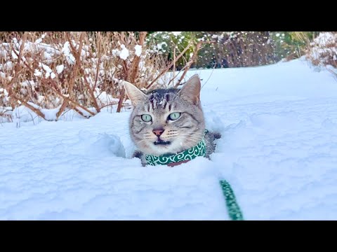 大雪なのにどうしても外に出たいと要求する猫に事件が。。 サムネイル