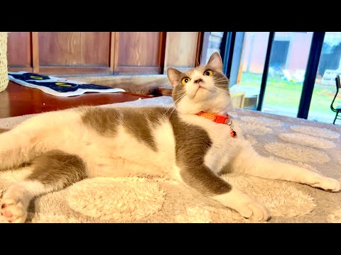 １０年に１度レベルの大寒波がきた時の猫たちはこうなっていた サムネイル