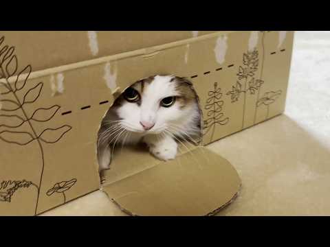 お父さんが不憫に思えて渋々遊んで上げる心優しい猫 サムネイル