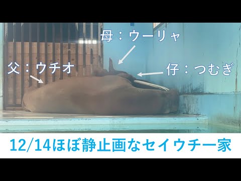 話題沸騰！12月14日朝の静止するセイウチ一家