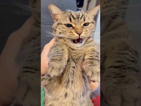 もふもふ猫が可愛すぎて、座布団1枚www cat 猫