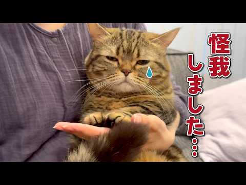 メルが足を怪我してしまいました… サムネイル