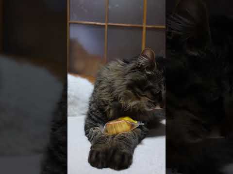 桃仁月餅　260516　　 cat のい猫 cute　 ネコ ねこ 桃仁月餅　 猫 長毛種 kitty サムネイル