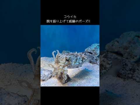 【コウイカ】コウイカの威嚇のポーズ‼【サンシャイン水族館】shorts 水族館