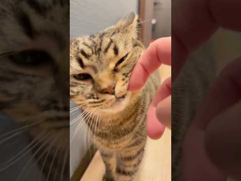 大好きなパパ帰宅で、大喜びなもふもふ猫が可愛い...www cat 猫 サムネイル