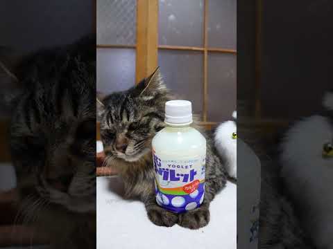飲むヨーグレット　260407　のせ猫　 cat　 cute　 猫のいる暮らし　 ネコ　 ねこ　 猫　　 cuteca… サムネイル