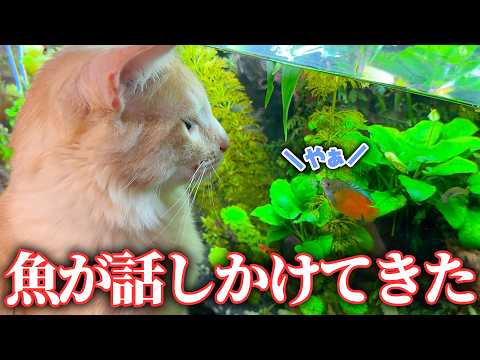 水槽をジッと見ていた子猫の元に、1匹の魚が近づいてきました。