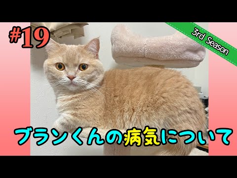 ＜3rd＞19　ブランくんの病気のお話【短足マンチカン・スコティッシュフォールド】 サムネイル