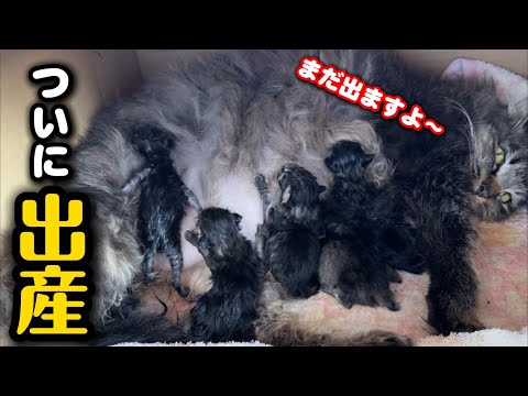 一体何匹⁈保護した妊婦猫が無事に出産しました サムネイル