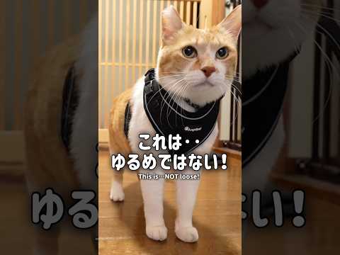 ついに悟った猫 元野良猫猫武将 formerstraycatroutinegingercat サムネイル