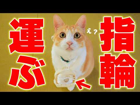 妹の結婚式の”リングキャット”としてロビンが指名されました。