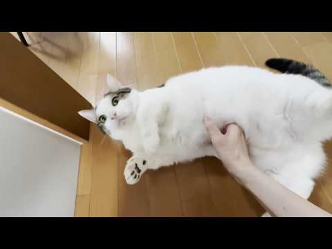 なぜか「娘のところに行け」と転がされる猫 サムネイル