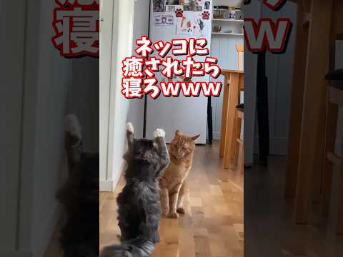 ネッコの動画で癒されたら寝ろｗｗｗ　2ch  動物  猫 癒やし ねこ動画 サムネイル